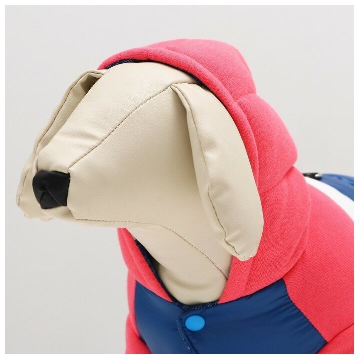Комбинезон для собак Эльф размер 14 (ДС 32 см) розово-синий - фотография № 6