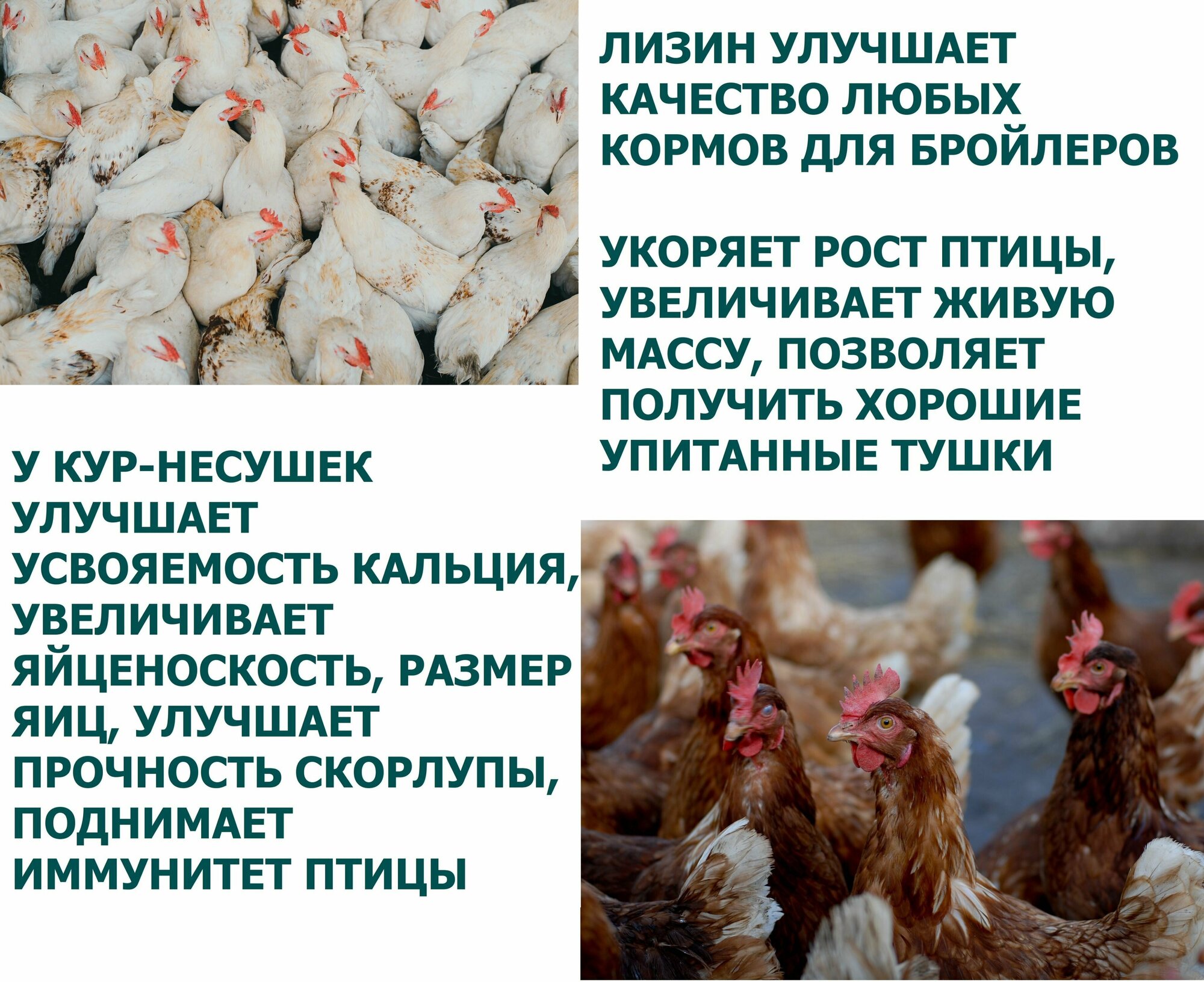 Лизин кормовой концентрат для повышения продуктивности с/х животных и птиц - фотография № 3