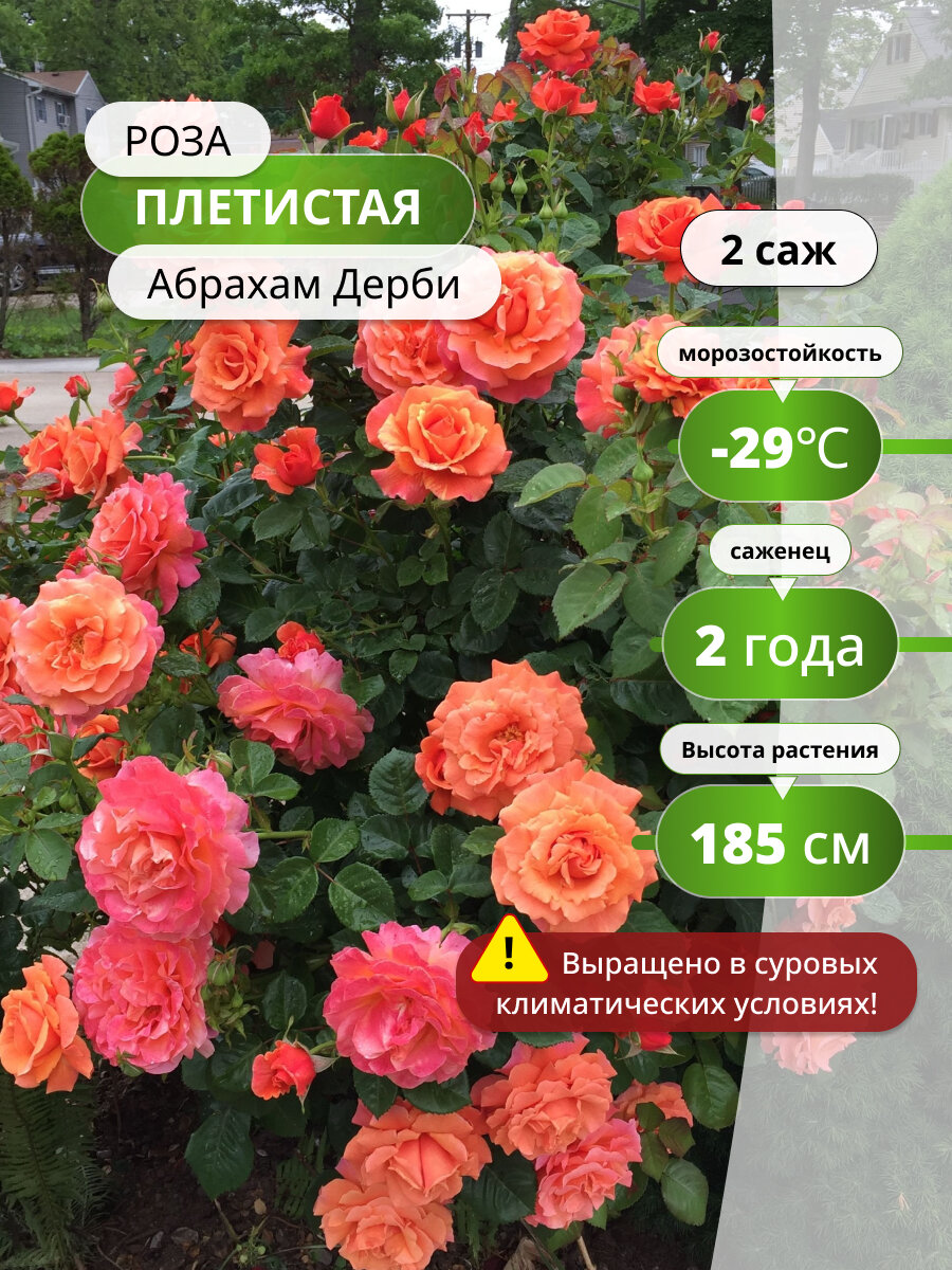 Роза плетистая Оранж Мейландина (Orange Meillandina) / 2 шт, саженцы роз, пионовидные