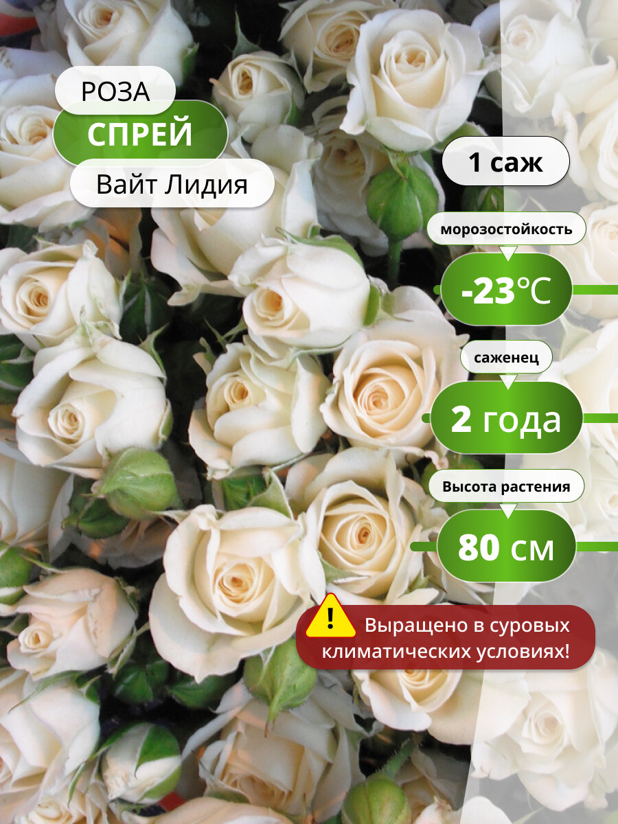Роза спрей "Вайт Лидия", многолетняя, посадка июнь-июль, высота 60 см, 1 саженец
