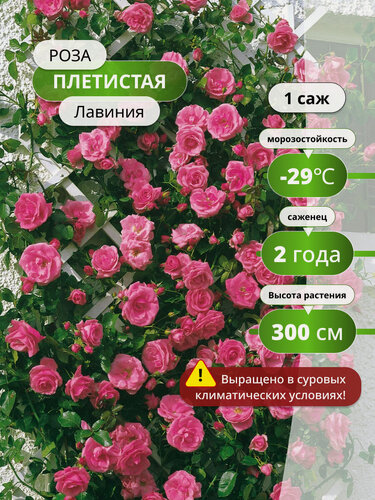 Изображение товара Роза плетистая "Лавиния", кораллово-розовая, многолетняя, 1 шт