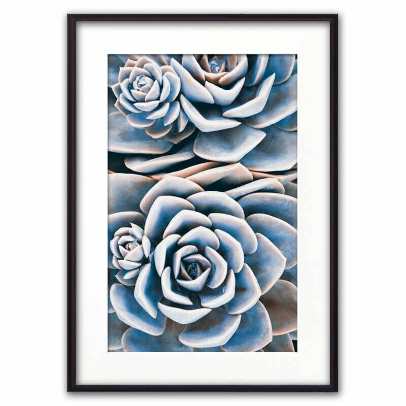 Постер в рамке Голубой суккулент, 21х30 см