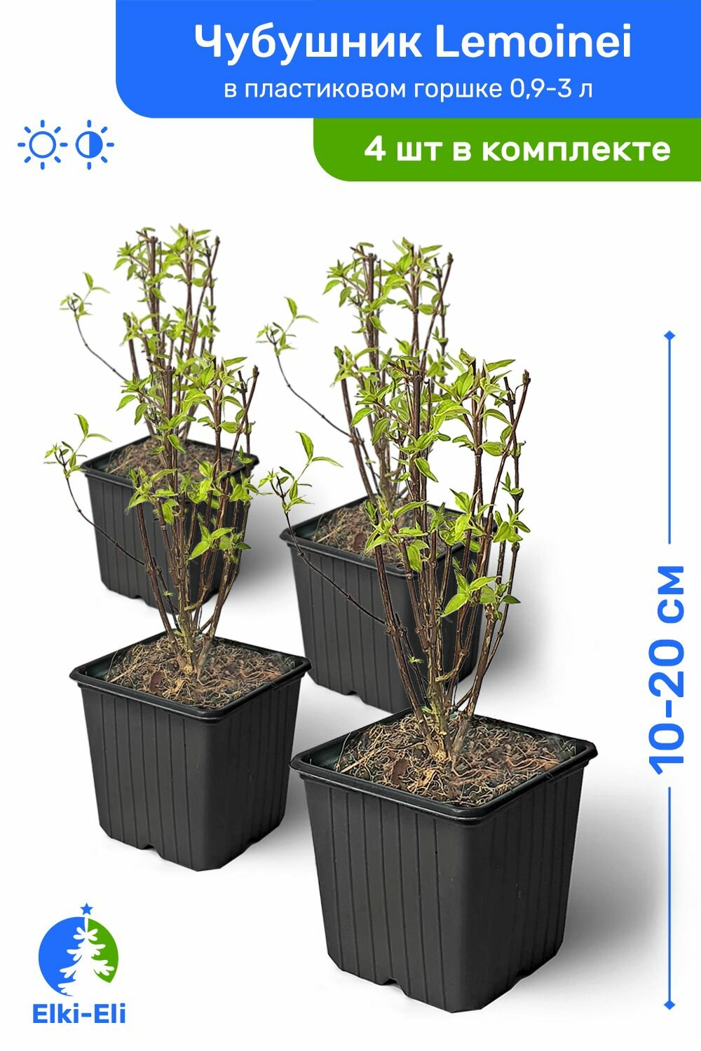 Чубушник гибридный Lemoinei 10-20 см в пластиковом горшке саженец лиственное живое растение комплект из 4 шт