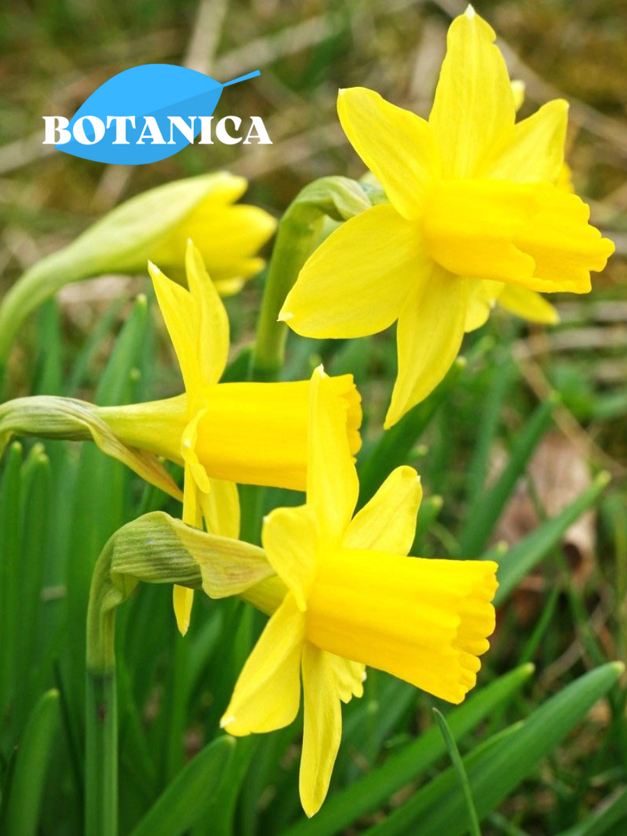 Луковицы цветов botanica garden Нарцисс Тет а Тет (5 штук)