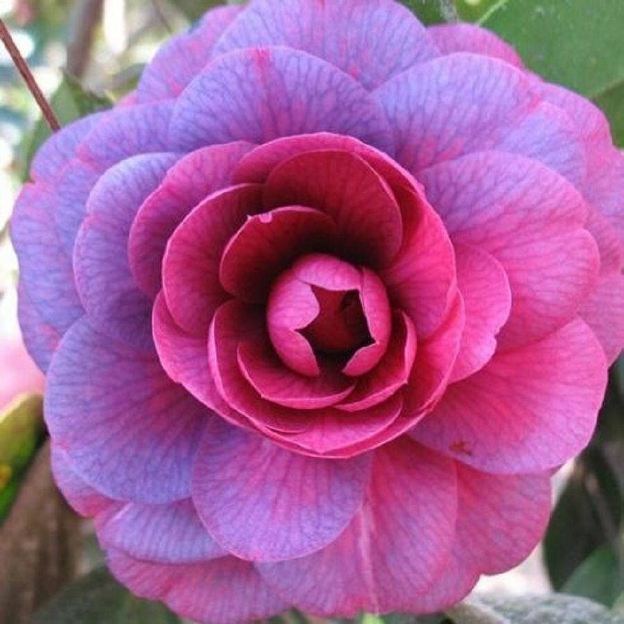 Камелия японская, Camellia japonica Purple, семена