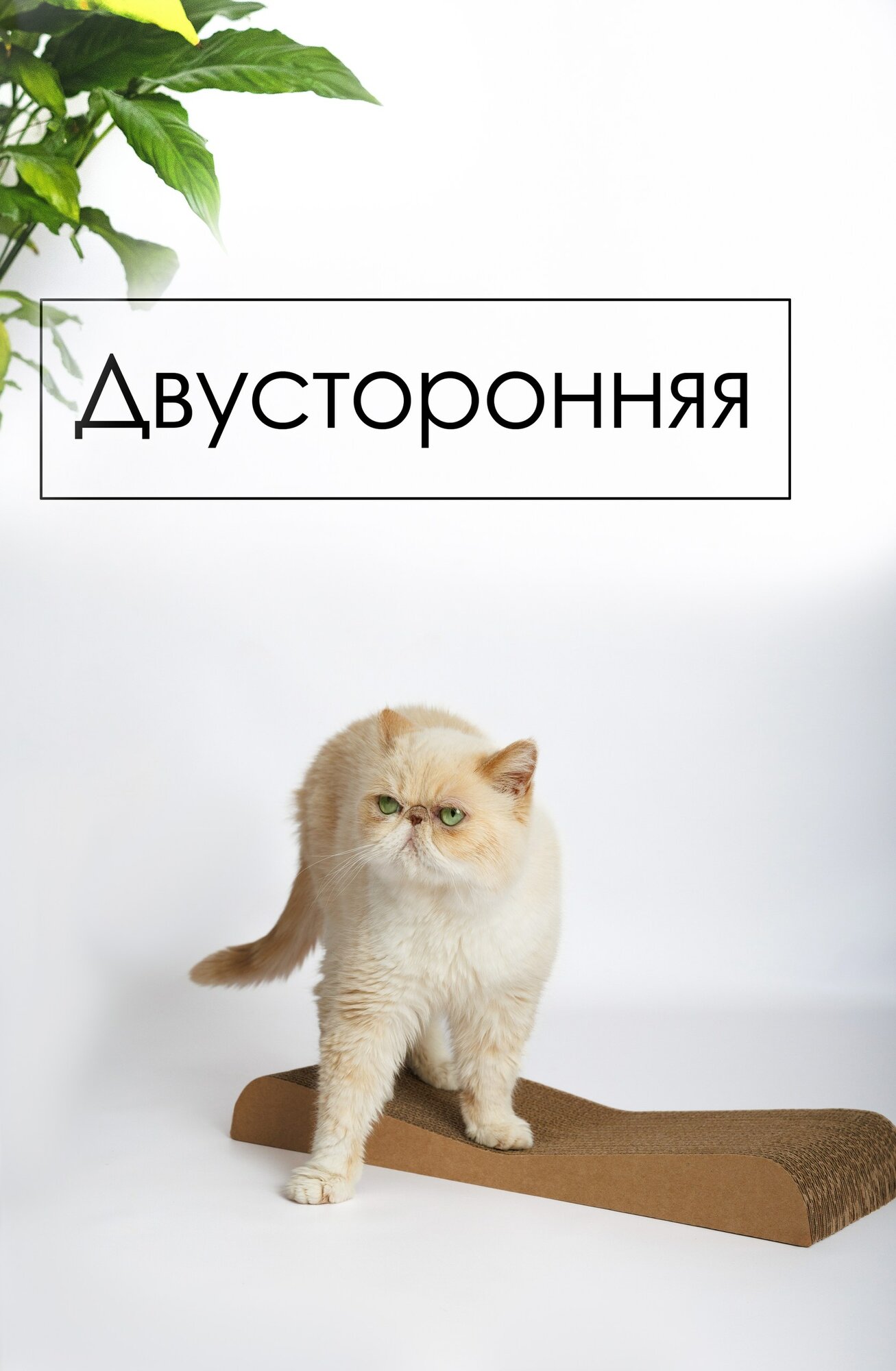 Когтеточка для кошек картонная Зверьё Моё лежанка, двусторонняя ДЮНА — фото 1