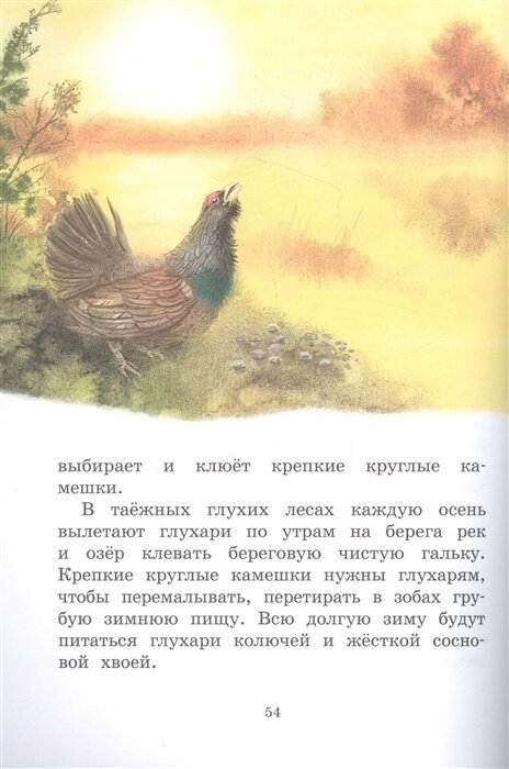 Год в лесу (Иван Соколов-Микитов) - фото №6