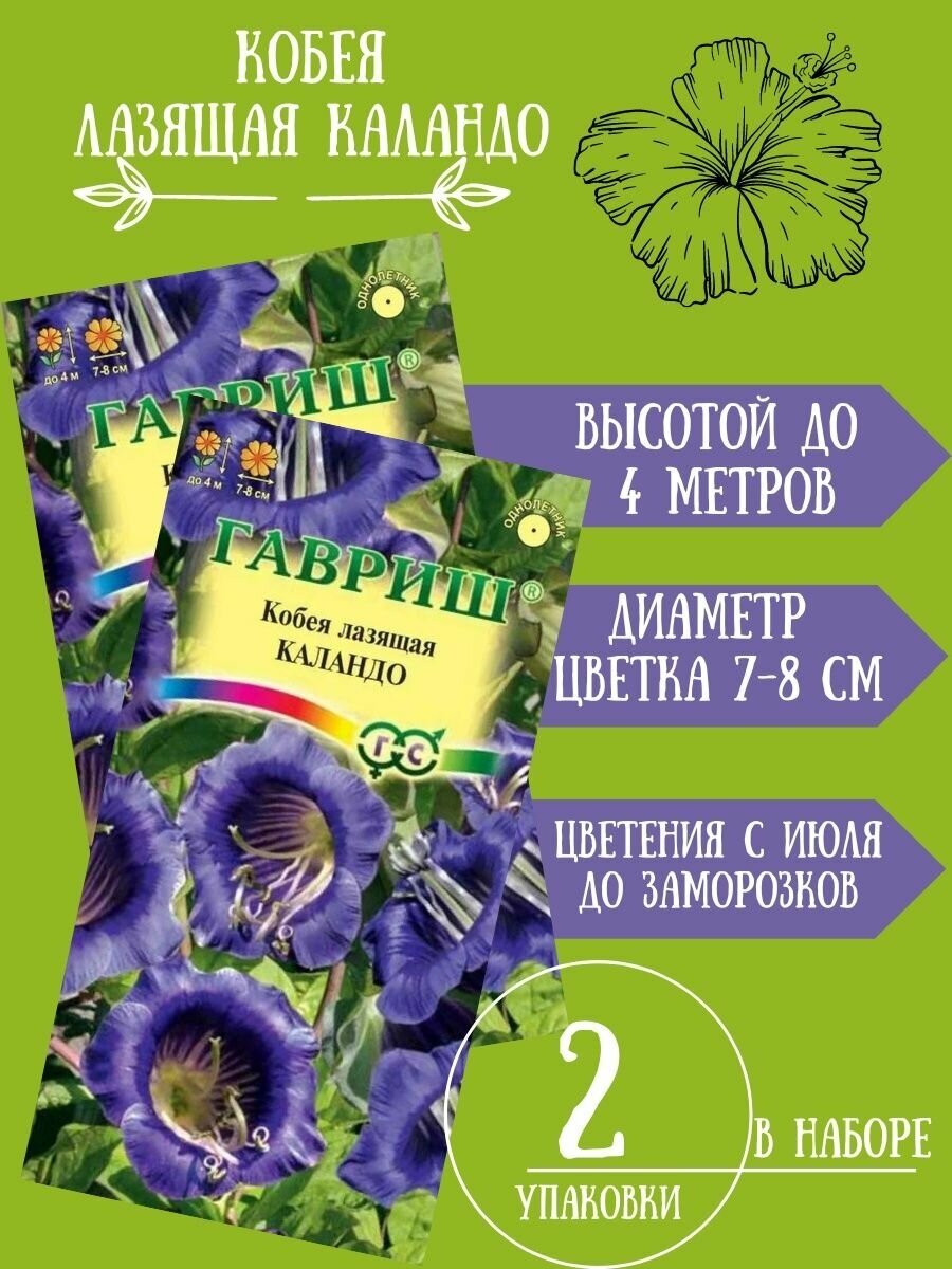 Кобея Лазящая Каландо 5 семян 2 упаковки