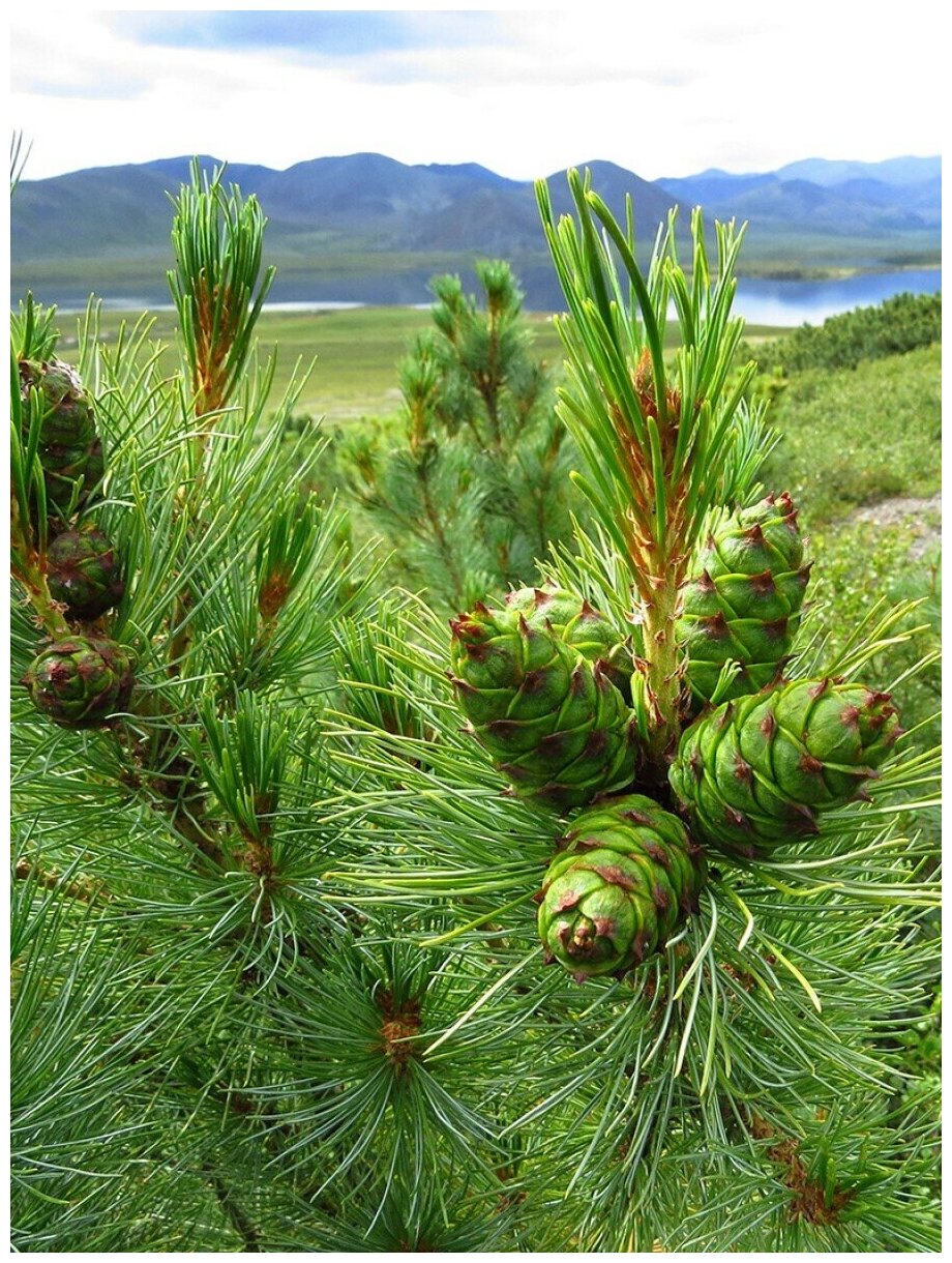 Семена Кедровый стланик (Pinus pumila), 90 штук