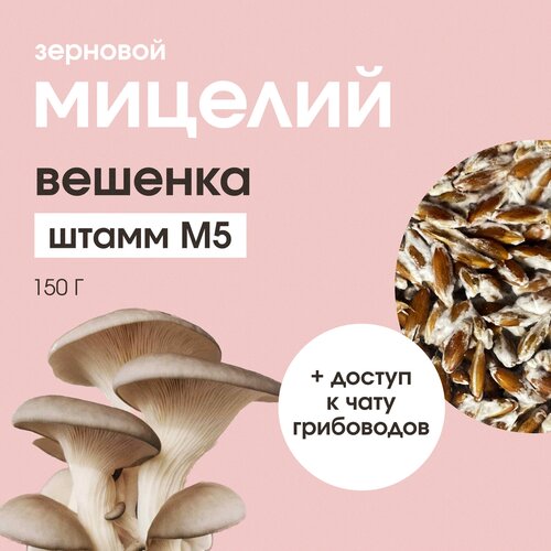 Мицелий вешенки. Штамм М5. Семена грибов. Грибница мицелий грибов вешенки штамм нк35 зерновой грибница для выращивания