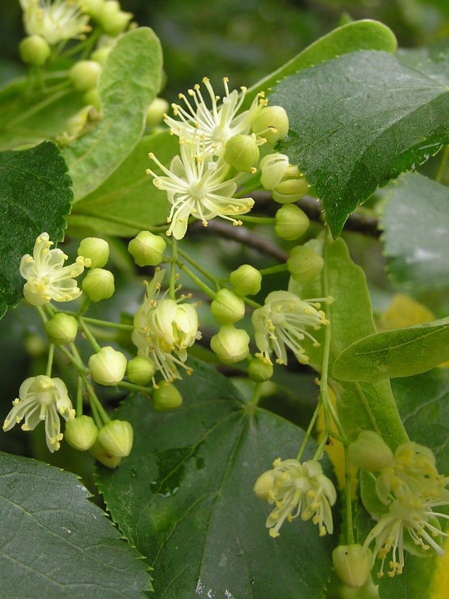 Липа сердцевидная семена 25 штук