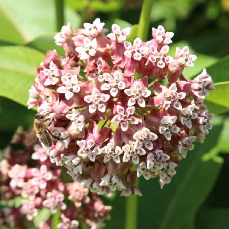 Семена Deodar SEEDS COMPANY Ваточник сирийский 30 шт.