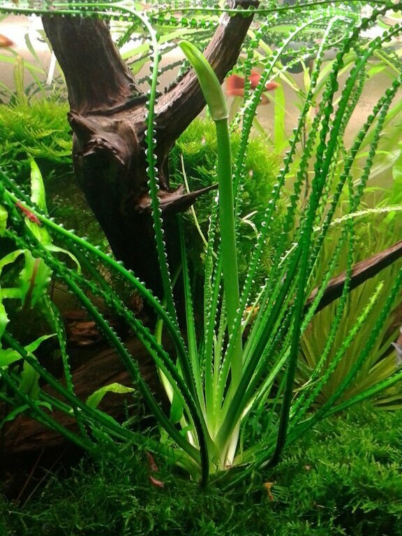 Кринум Курчавый (Crinum calamistratum) - Экзотический африканский красавец с кудрявыми листьями! Одна луковица