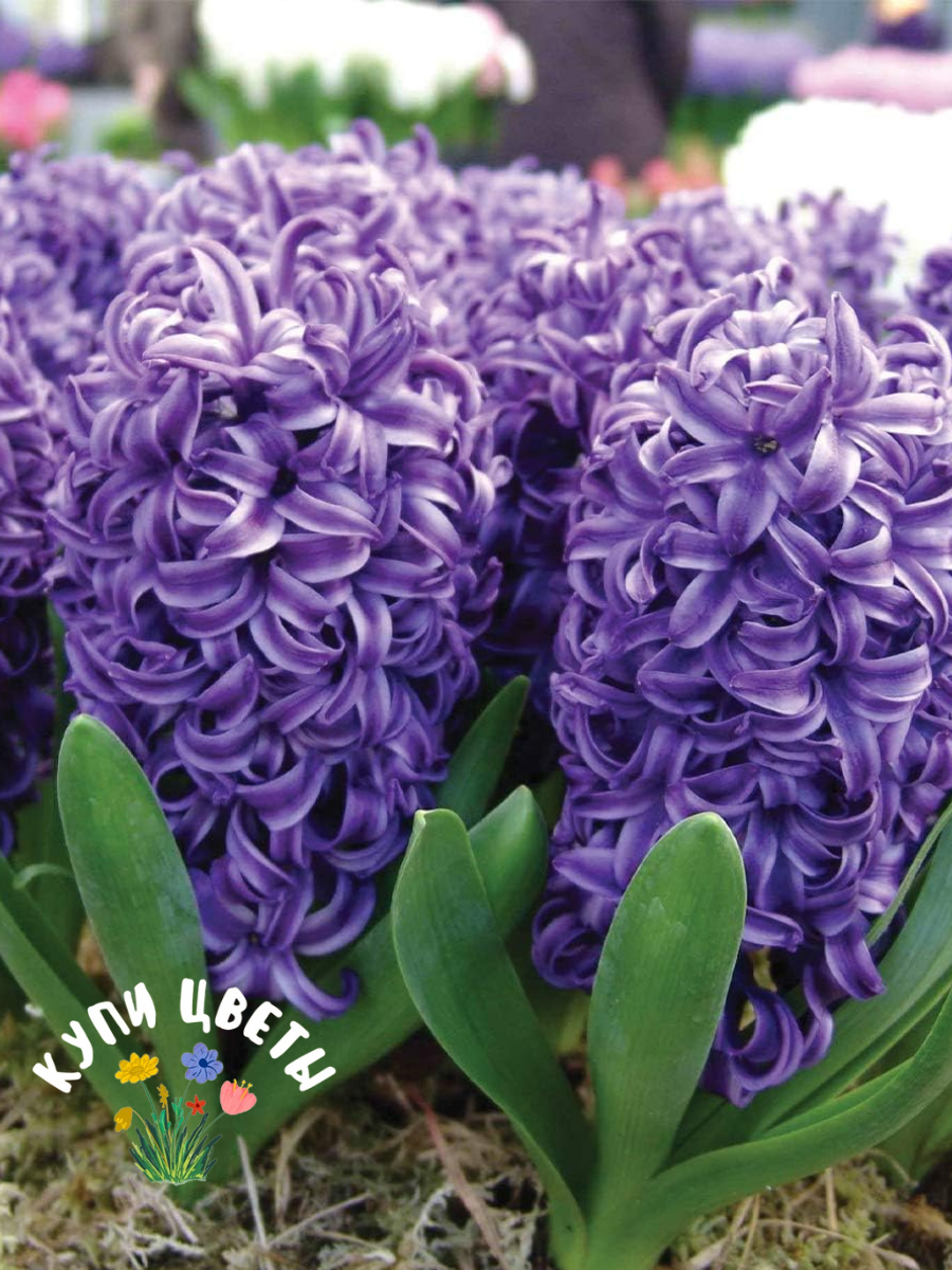 Луковицы цветов купи цветы Гиацинт Blue Pearl (2 луковицы)