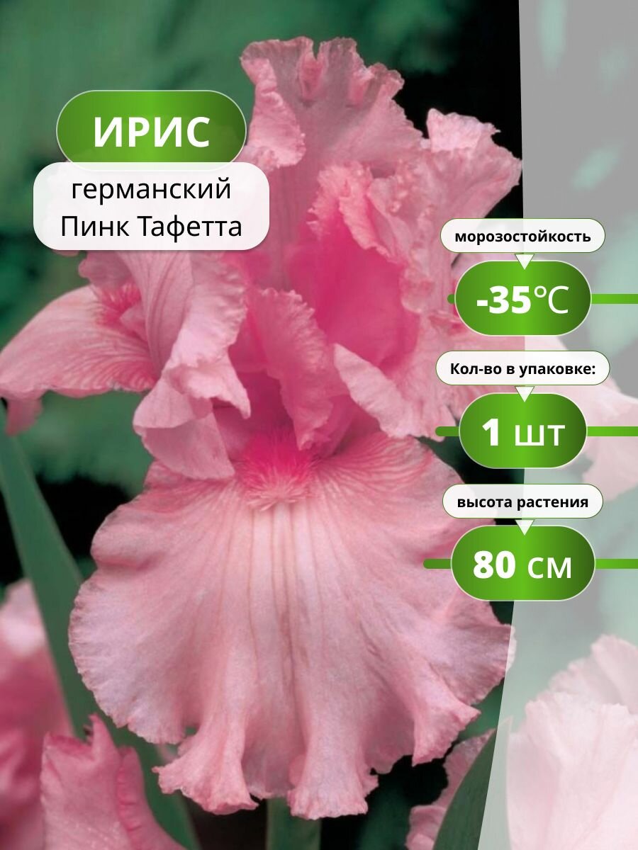 Корневище ириса германского Пинк Тафетта (1 шт) / многолетние цветы