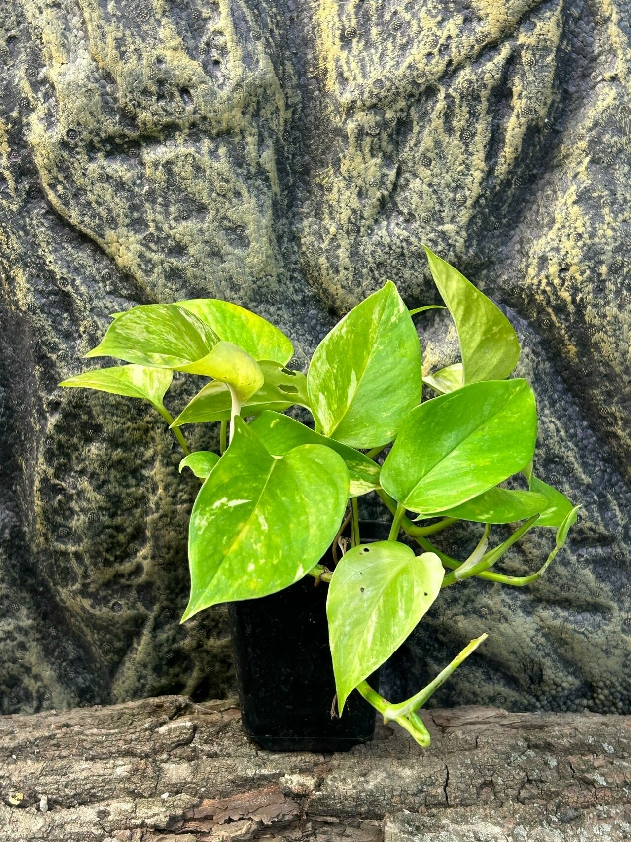 Эпипремнум