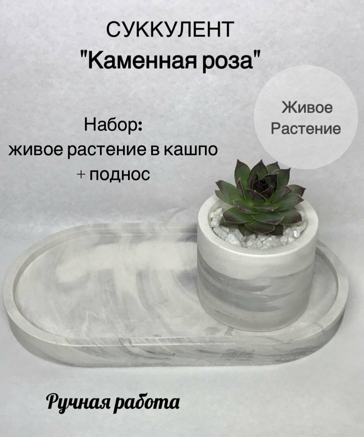 фото Каменная роза в кашпо 1 шт.+ поднос декоративный черный мрамор