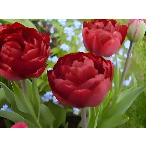 Тюльпан махровый поздний Дядя Том 1112 7 штук 850₽