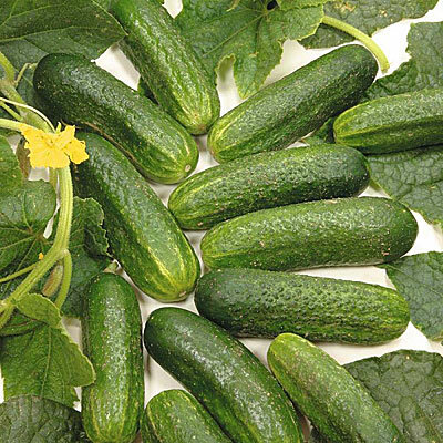 Семена огурцов Ла Белла F1 (0,3 гр.)