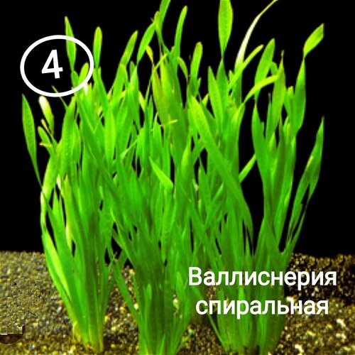 Валлиснерия спиральная/аквариумные растения для среднего плана валиснерия спиральная, 4 штуки в наборе