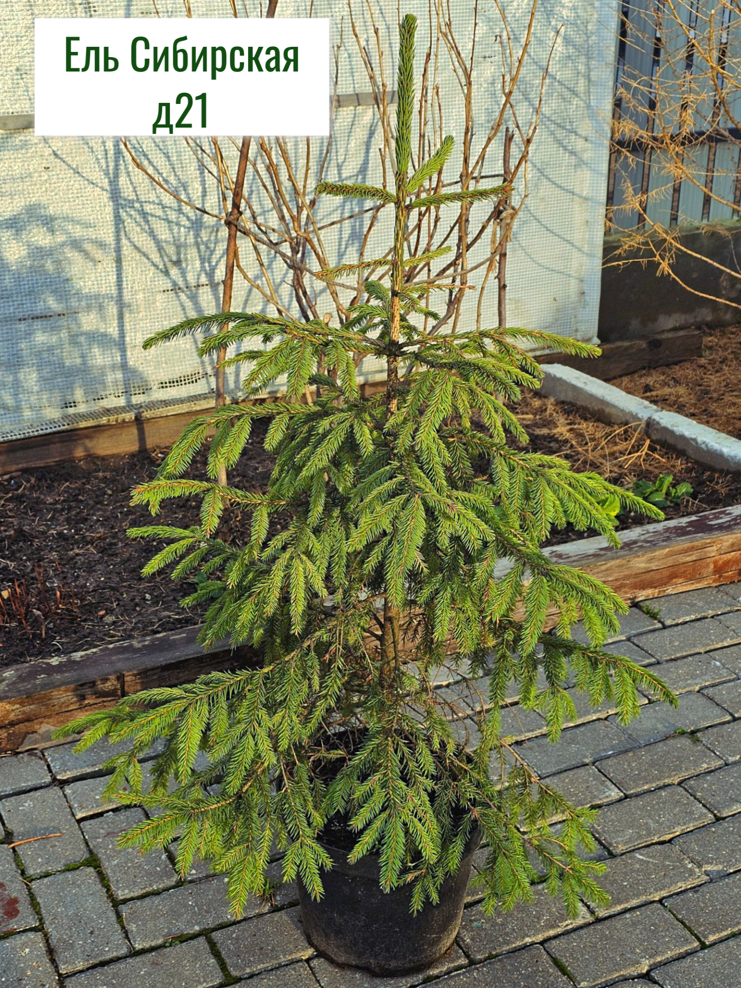 Ель Сибирская в горшке живое растение в горшке диаметр 21см живая ель