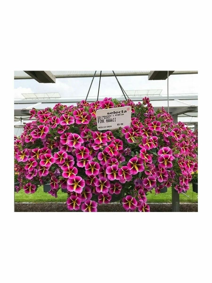 Калибрахоа професииональные семена