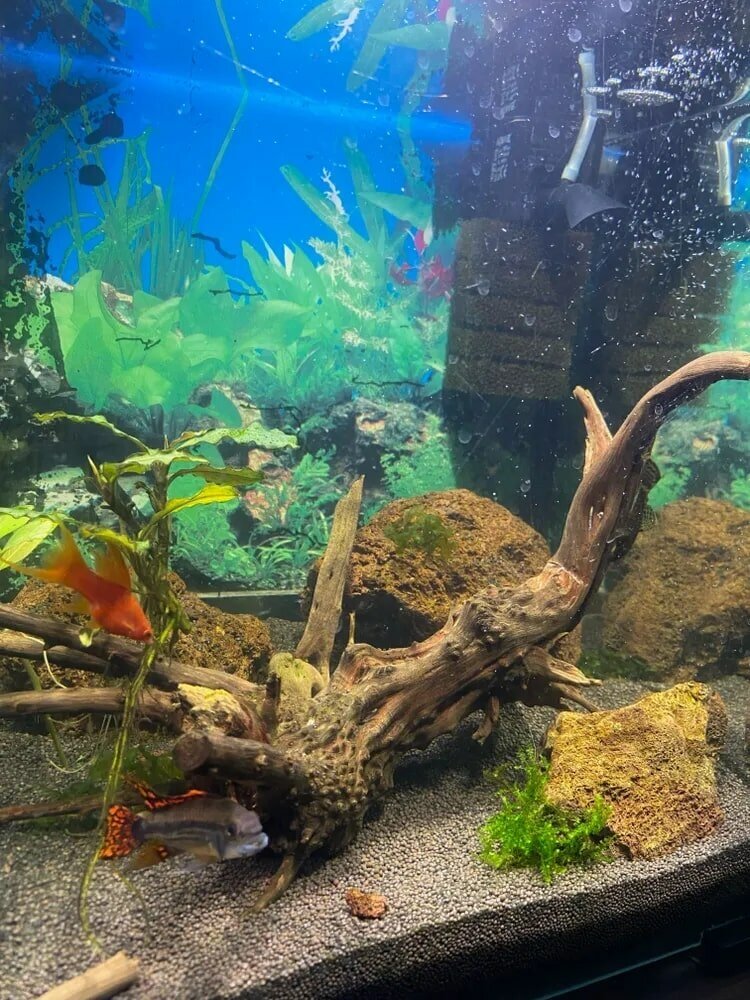 Натуральная декорация коряга Паучий корень для аквариума 15-25 см Размер XS - фотография № 7