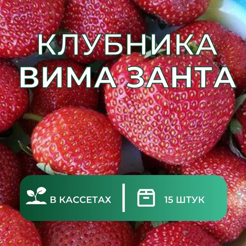 Клубника Вима Занта 15 штук саженцев клубника вима ксима крупноплодный сорт 25 штук саженцев