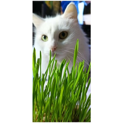 Семена для проращивания трава для кошек птиц грызунов