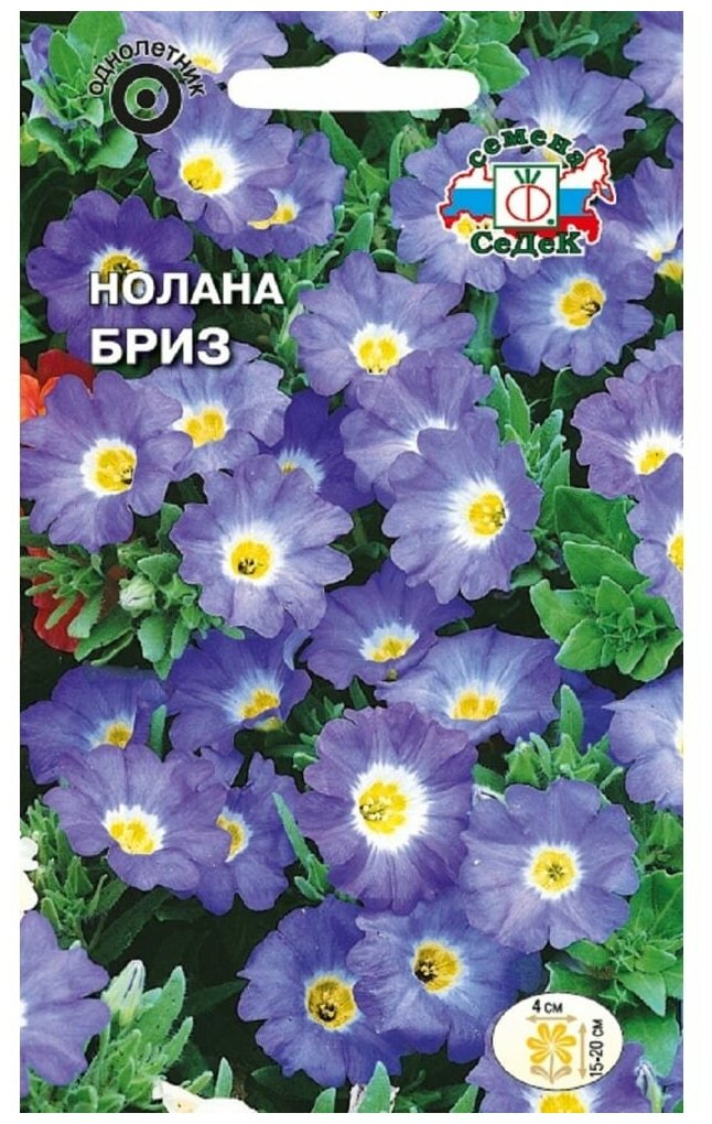 Нолана голубая