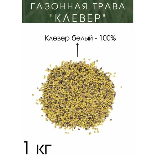Семена Клевер 1 кг.