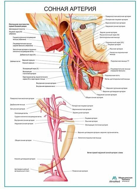 Сонная артерия, плакат, глянцевая фотобумага от 200 г/кв. м, размер A1+