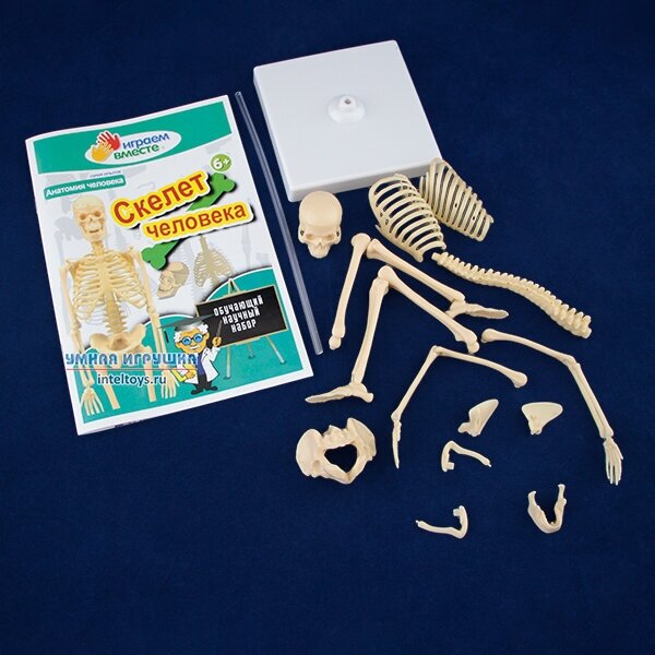 Игровой набор Играем Вместе Маленький ученый Скелет человека - фото №7