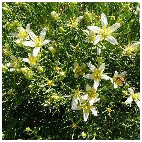 Гармала обыкновенная семена (50+ ШТ)