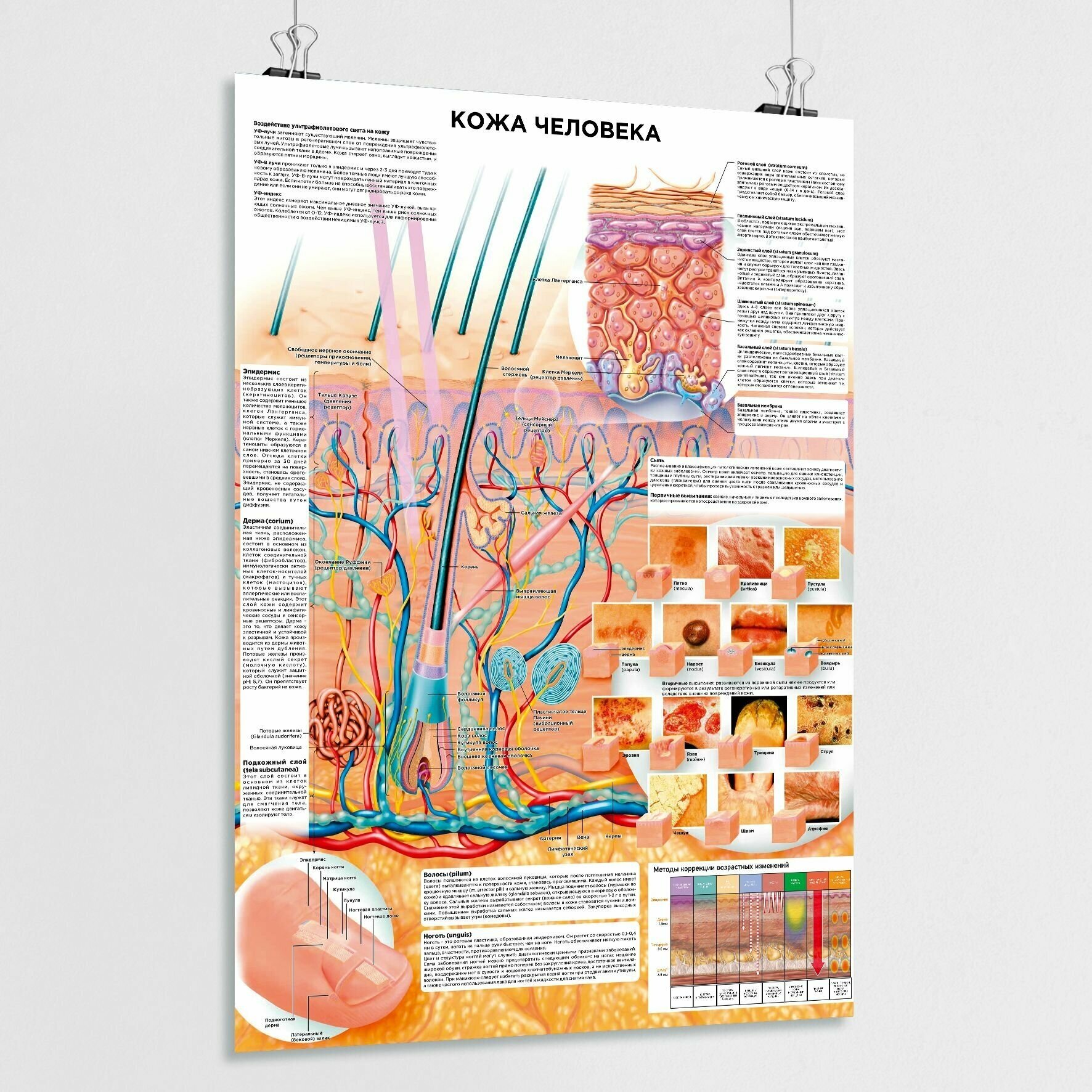 Обучающий медицинский плакат "Кожа человека" / А-2 (42x60 см.)