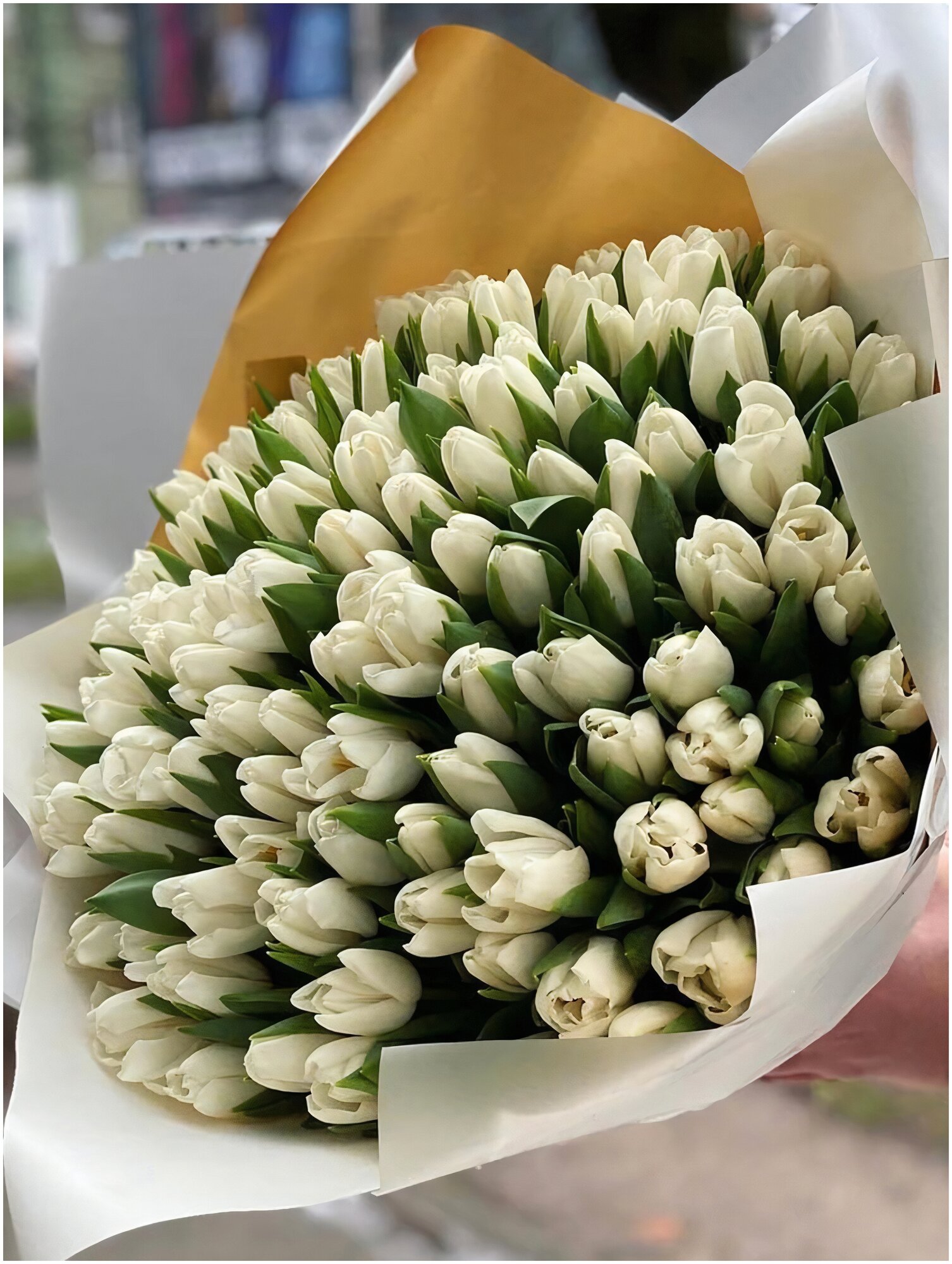 Букет из 101 белого тюльпана (Размер L)