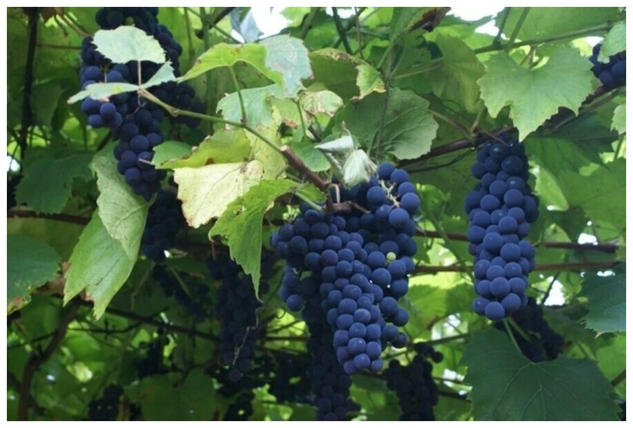 Удобрение листовое для винограда Фертика LeafPower 50 г - фотография № 14