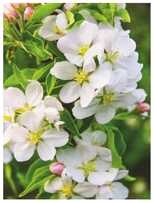 фото Фотообои Bellissimo "Волшебная яблоня ", 4 листа 140х200 см