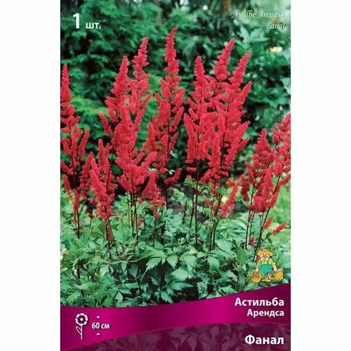 Астильба Арендса Фанал луковица I 1066₽