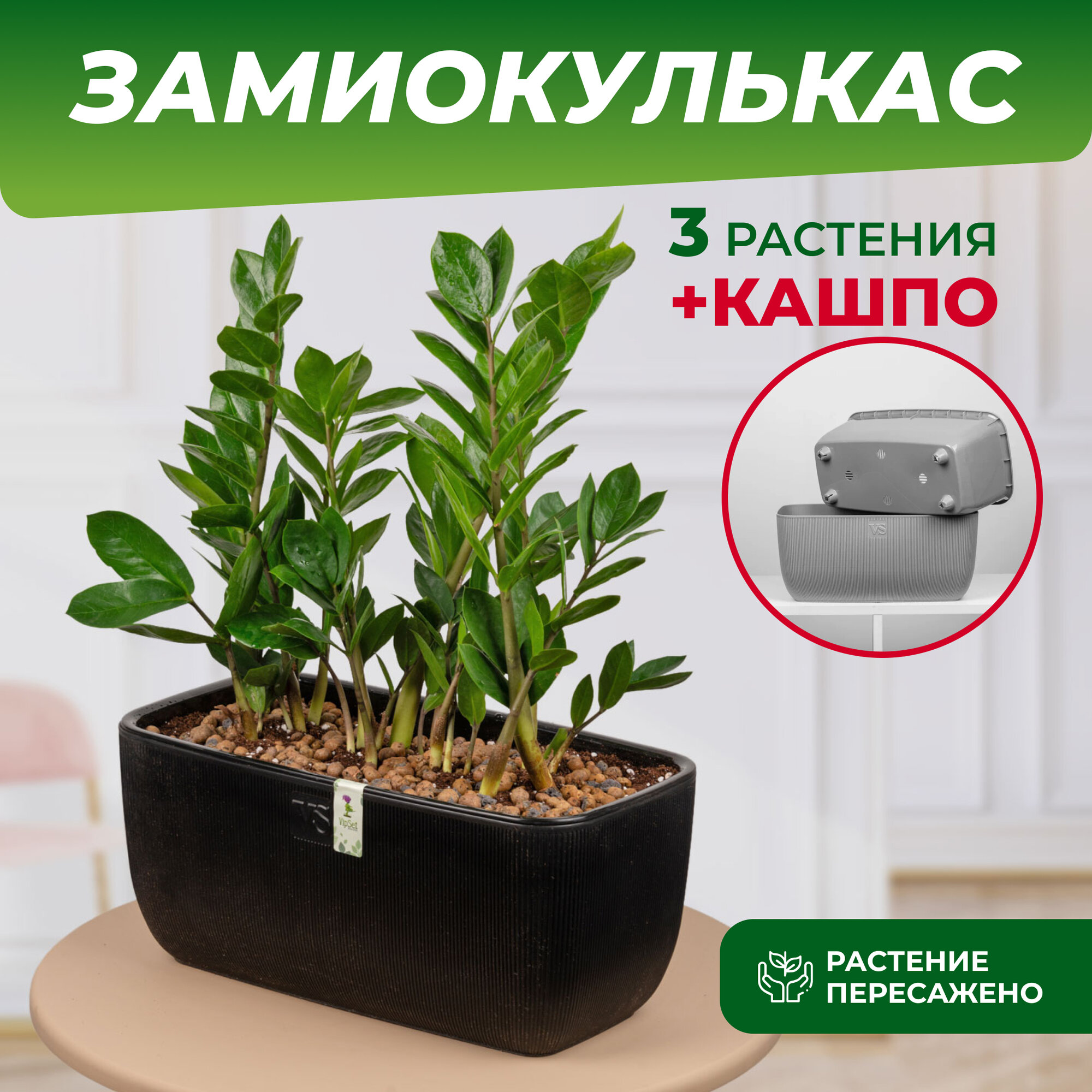 фото Замиокулькас высота 30-50 см в балконном кашпо Фабио VipSet 9,5л цвет белый