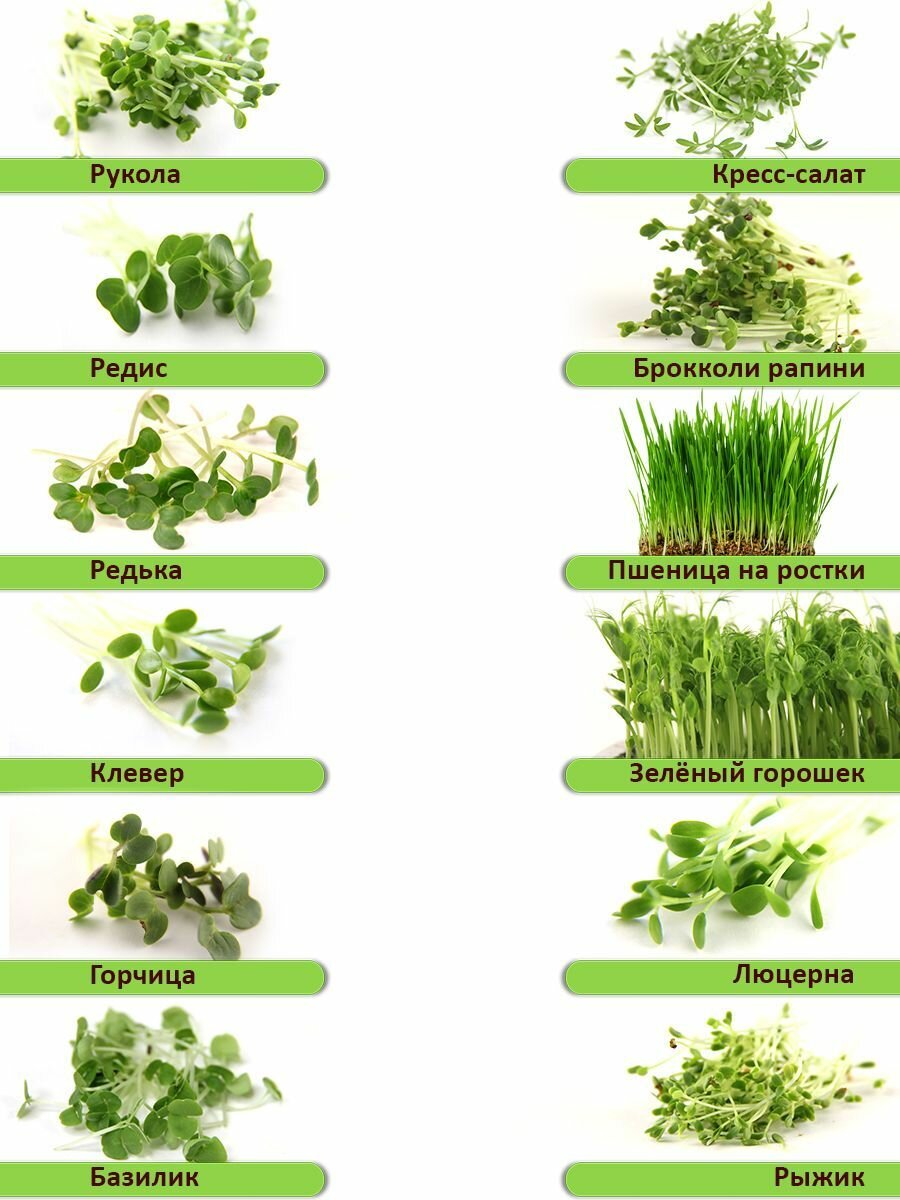 Набор «Семена для выращивания микрозелени 12 видов» — фото 1