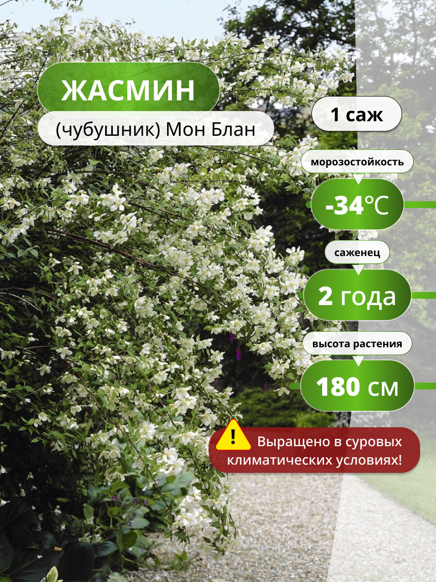 Жасмин (чубушник) Мон Блан, саженец жасмина, ароматный, морозостойкий