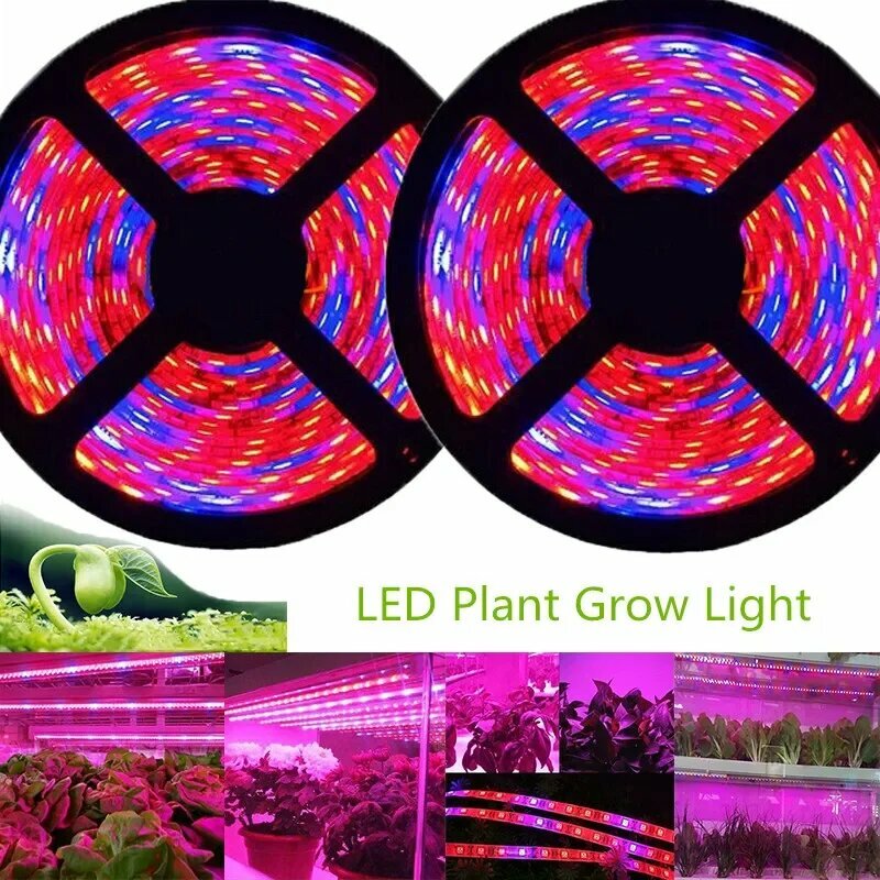 5 м Phyto LED Grow Light 12 В Полный спектр светодиодной ленты для выращивания растений 5050 Светодиодная лента для растений Фитолампы IP65 Гибкий аквариум Not Waterproof Only Strip 5M 5red 1blue