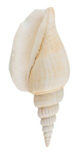 фото Ракушки декоративные Zlatka "Strombus Vittatus", 5 штук, арт. DRF-020