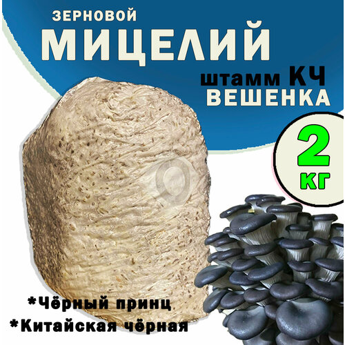 Мицелий вешенки зерновой, семена грибов (штамм Китайский Чёрный) - 2 кг