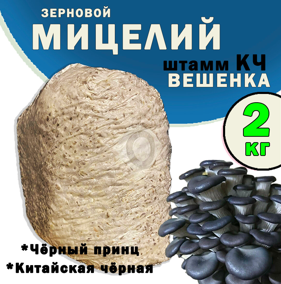 Мицелий вешенки зерновой семена грибов (штамм Китайский Чёрный) - 2 кг