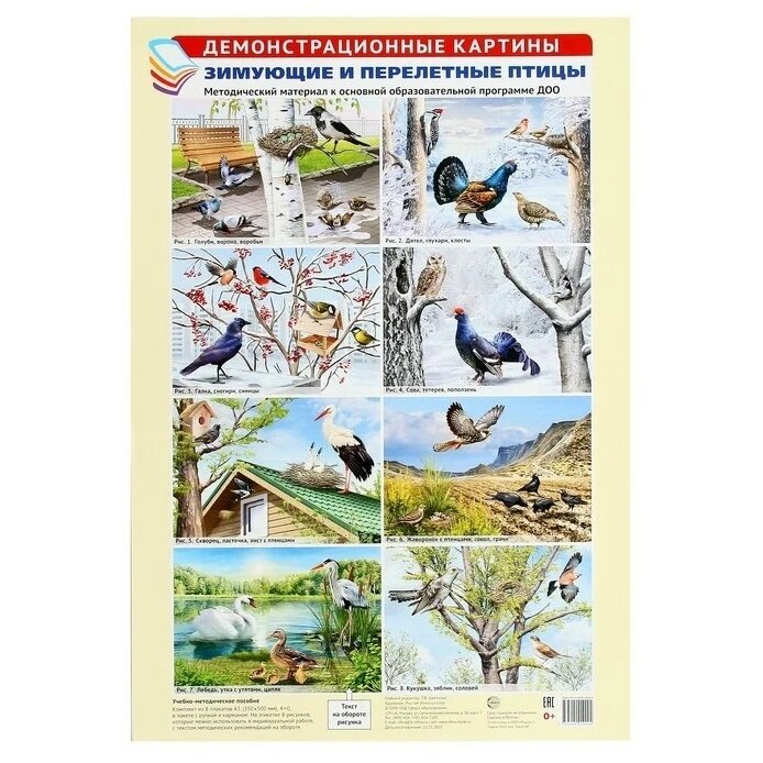 Демонстрационные картины Сфера Зимующие и перелетные птицы. 8 плакатов. А3. В пакете с карманом