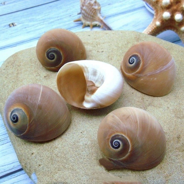 5 шт плоских алмазных ракушек 2-4 см, морские ракушки для поделок, декоративные материалы для рукоделия