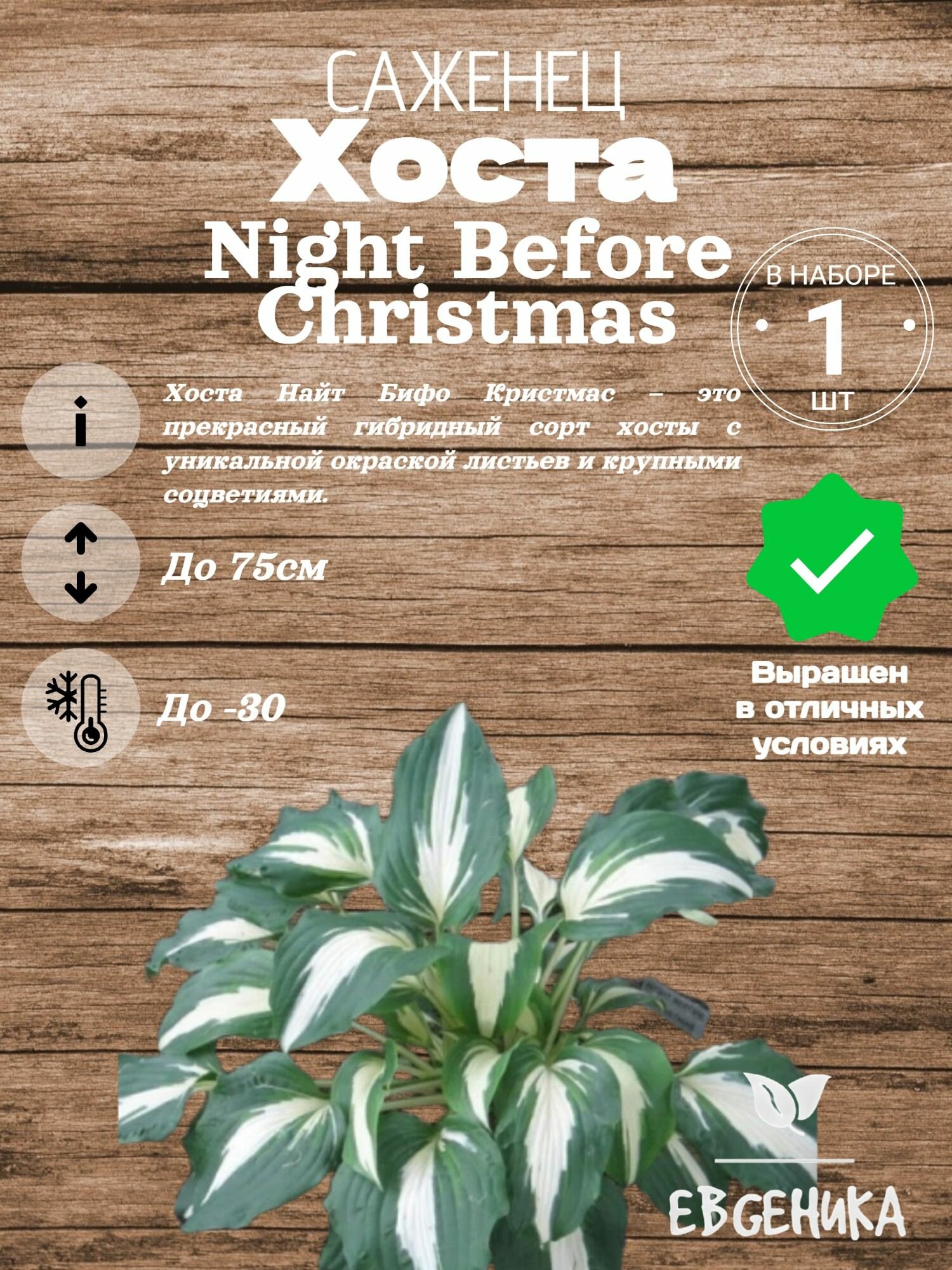 Хоста "Night Before Christmas", оригинальный саженец, украшение для сада