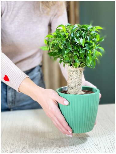 Фикус Бенджамина Наташа джут высота 30-40 см, в кашпо Эви VipSet 1,5л ...